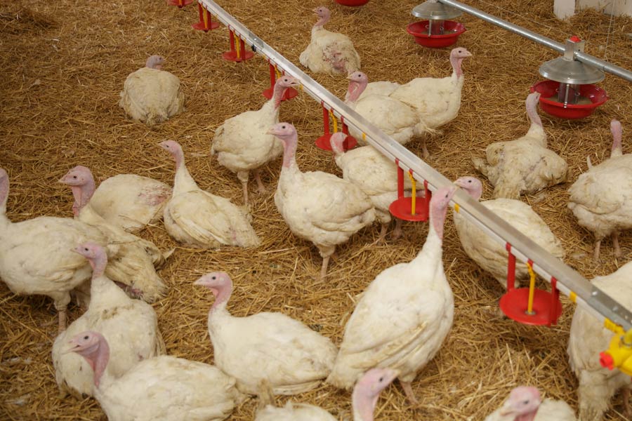 5 Ways to Ace Your Turkey Welfare Audit
